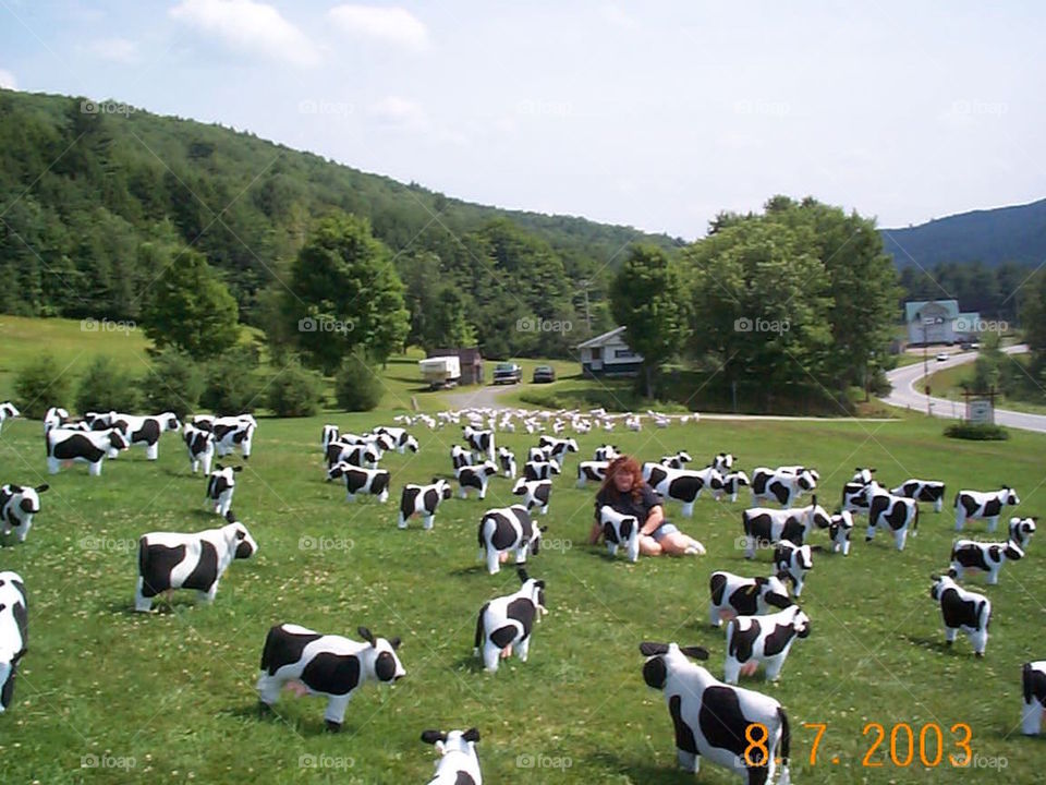 Pretty Cows!