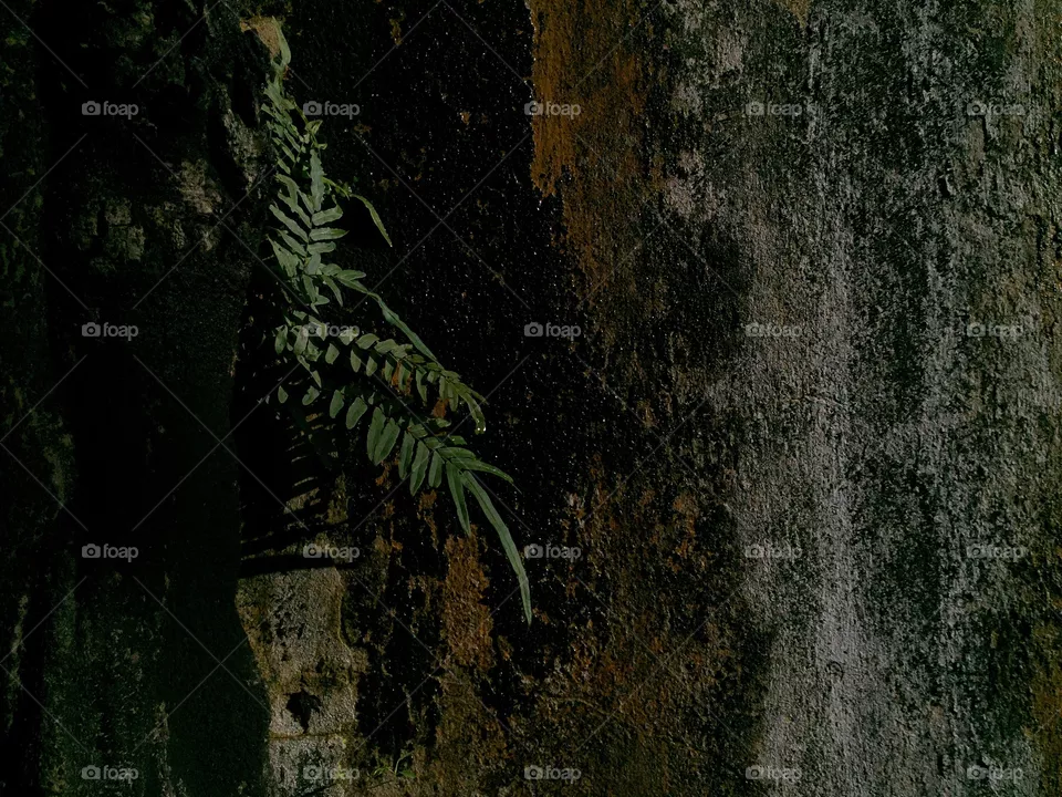 No Person, Tree, Dark, Nature, Texture