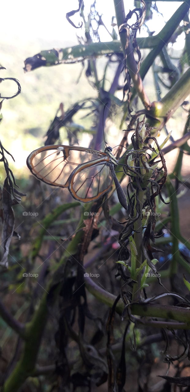 glass butterfly