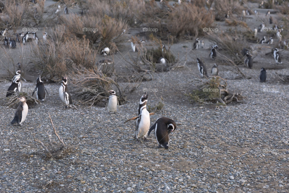 Pinguenera Faro Cabo Virgenes.