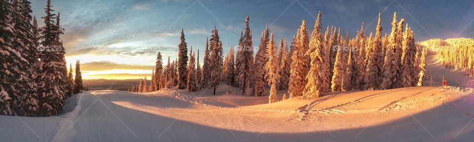 View of sunlight falling on frozen trees