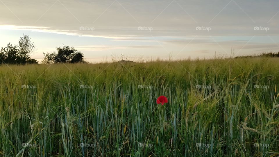 Poppy Fields