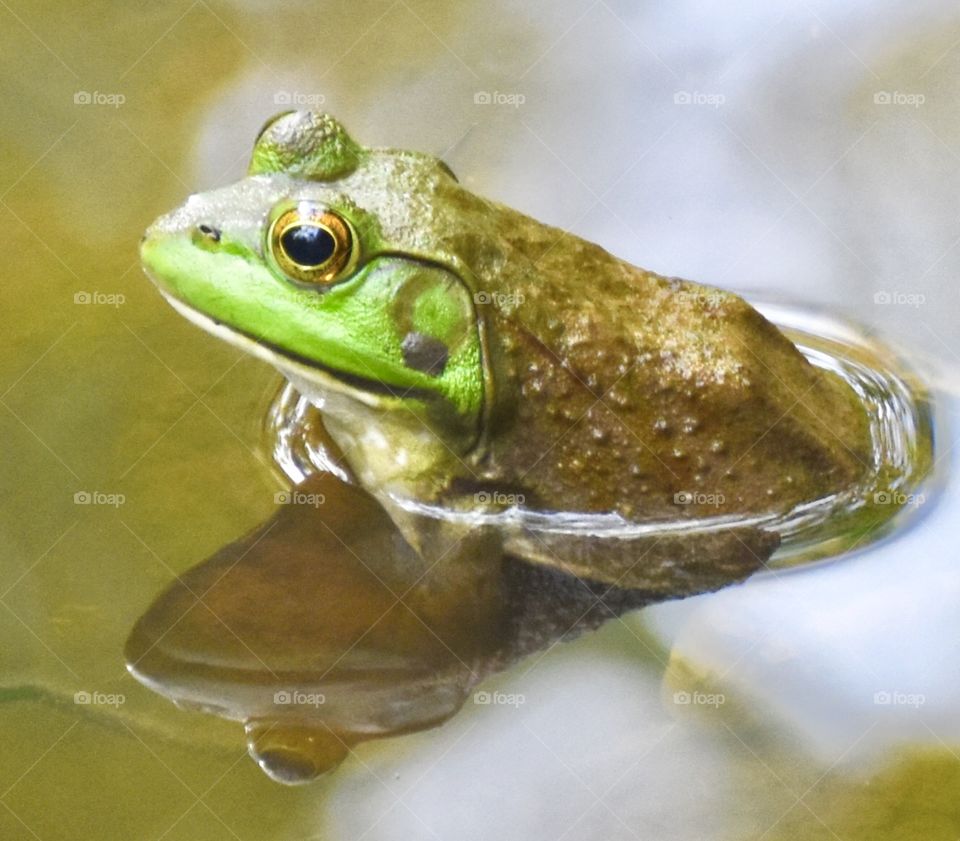 Frog in the water with reflection 