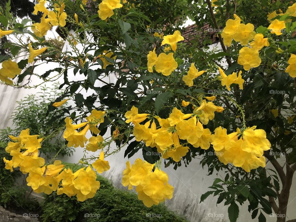 yellow bells