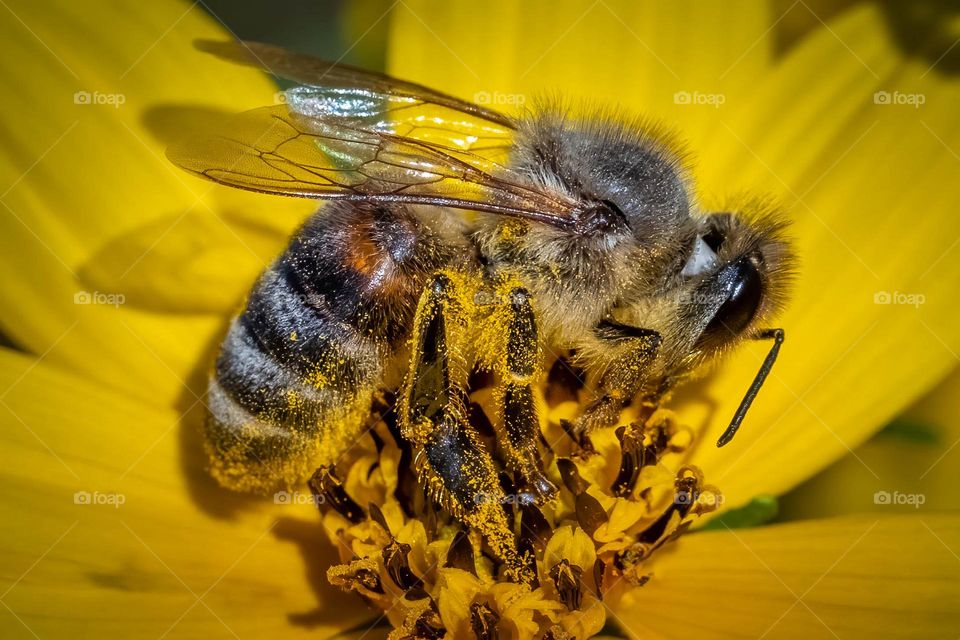 A western honeybee engulfed in pollen. 