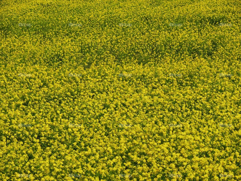 California Wildflowers