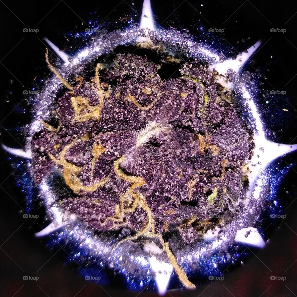 purple cannabis orange hairs