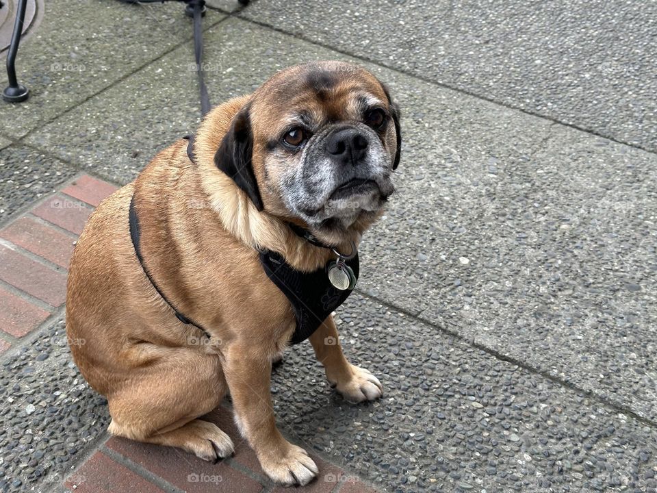 Dog sitting on a sidewalk 