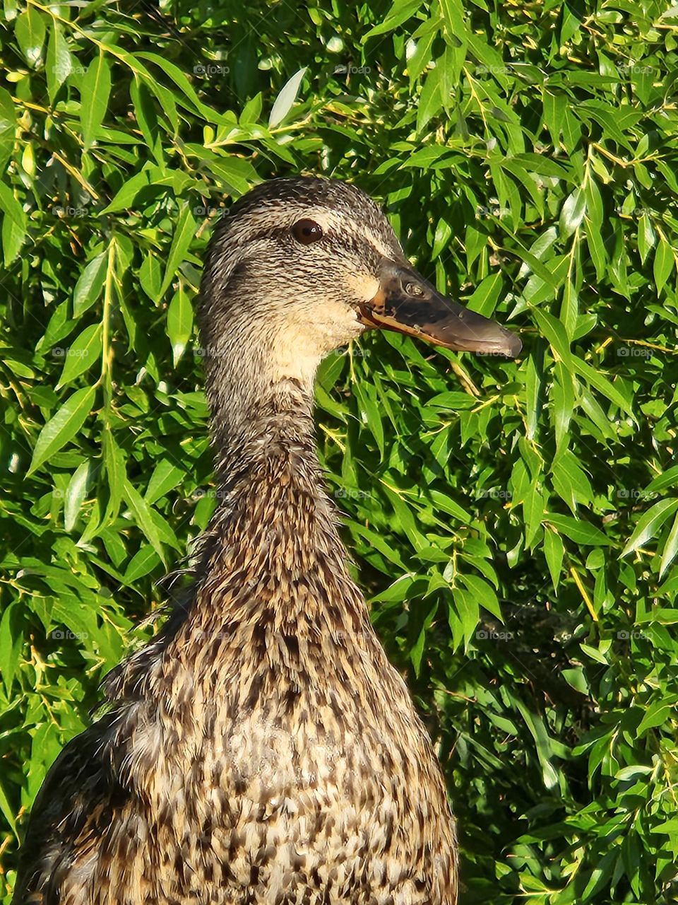 close up of brown duck face against green leaves background