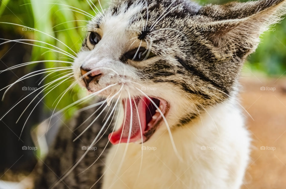 Cat's Yarn With Tongue Fold