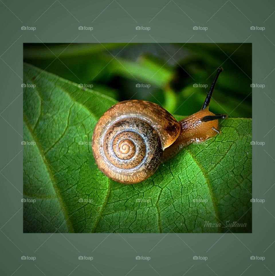Snail