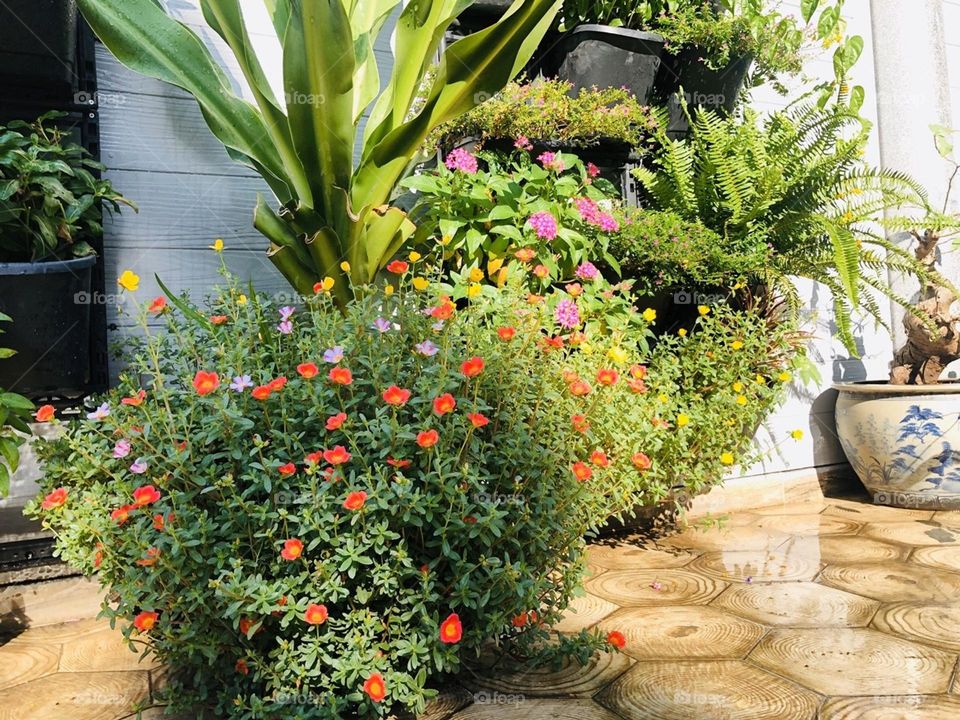 Nổi bật cả góc vườn.