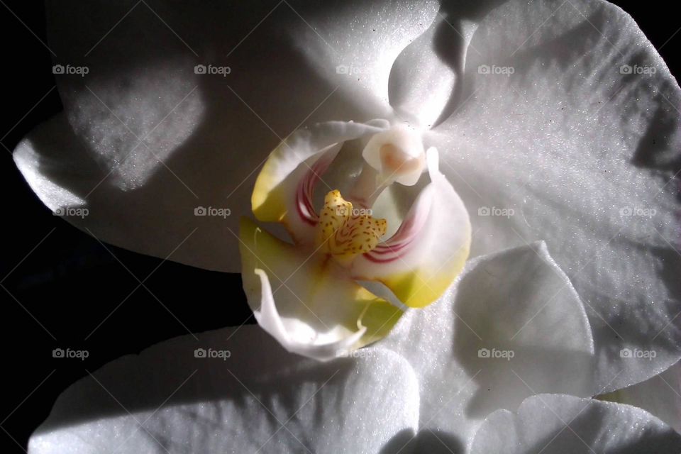 Play with light on an orchid. I really love macro. 