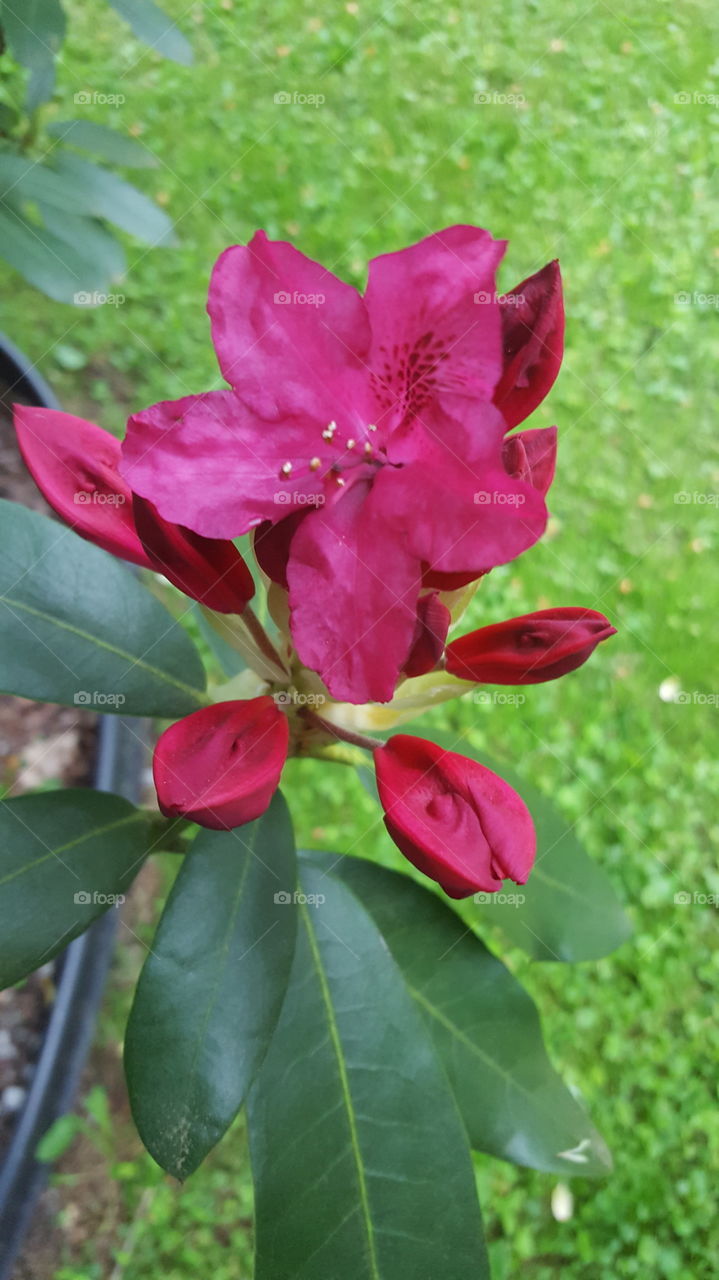 Rhododendron Bloom