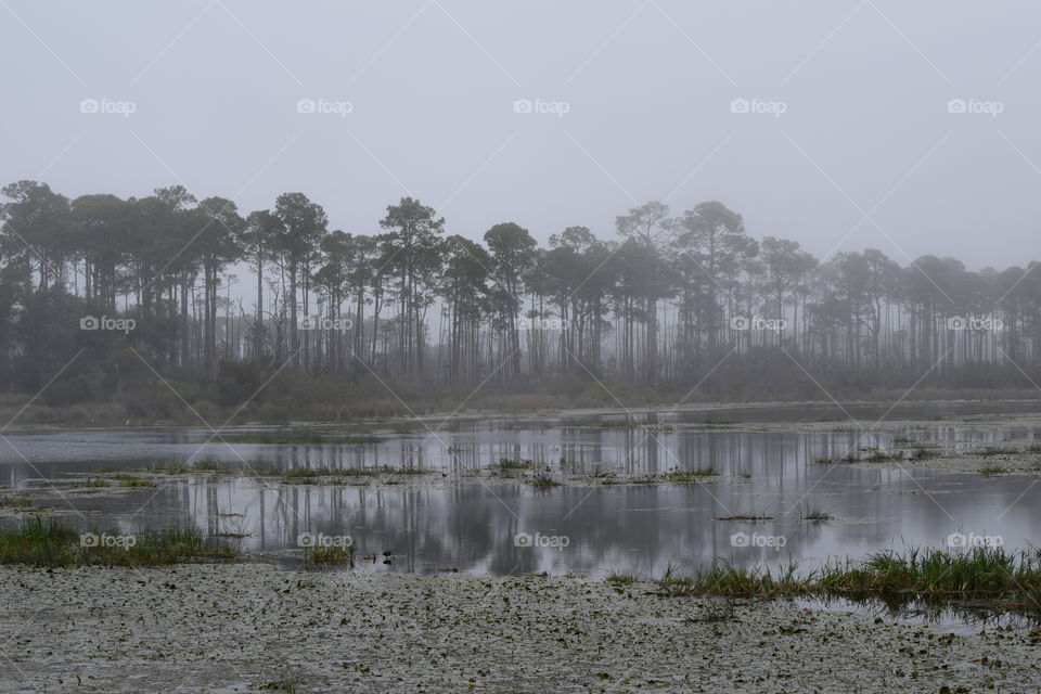 Coastal Foggy Morning