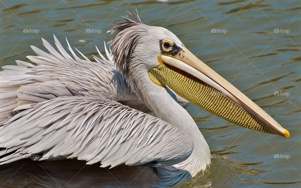 Pelican with striped yellow beak