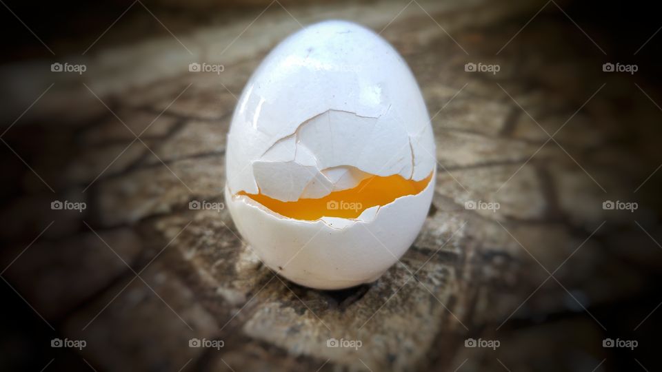 egg