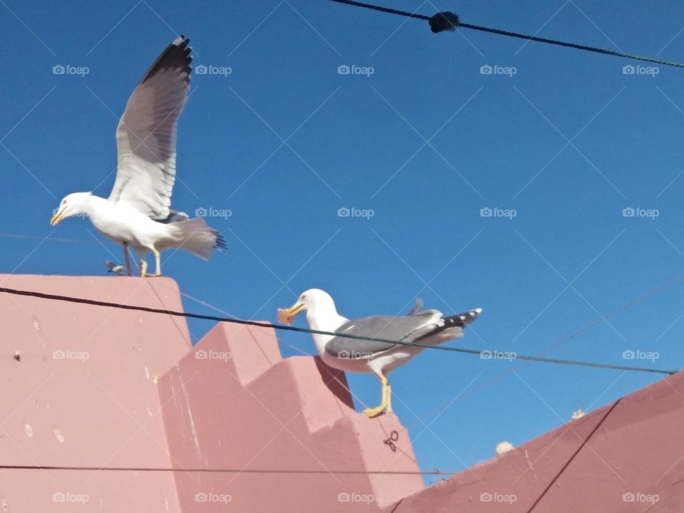 Beautiful seagull on the wall