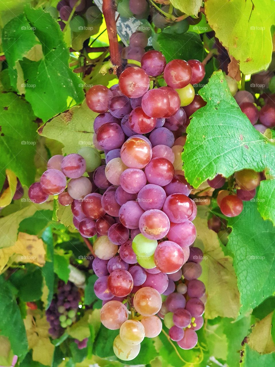 Grapes