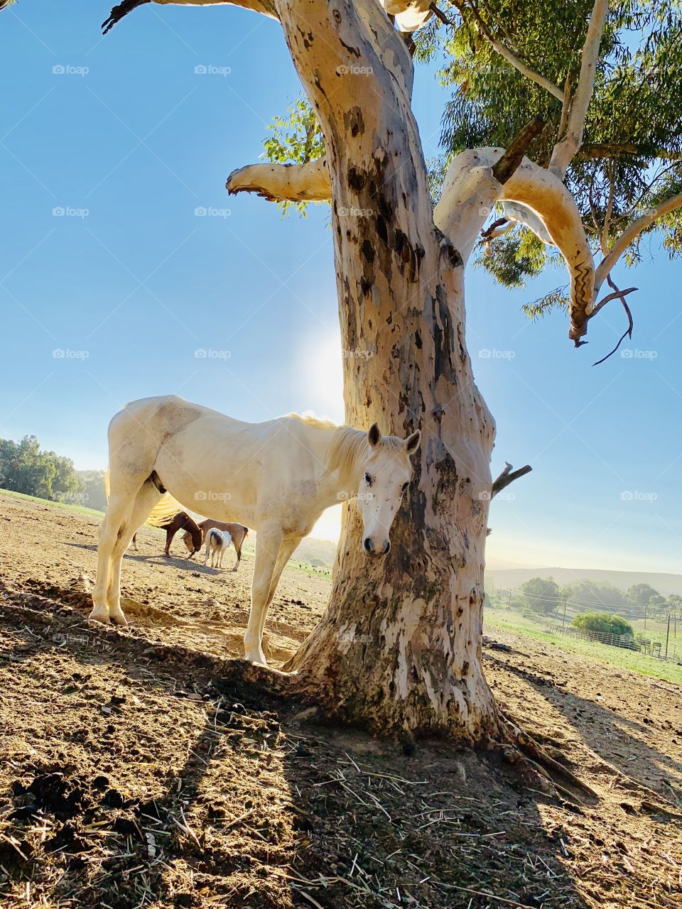 Horses in field 