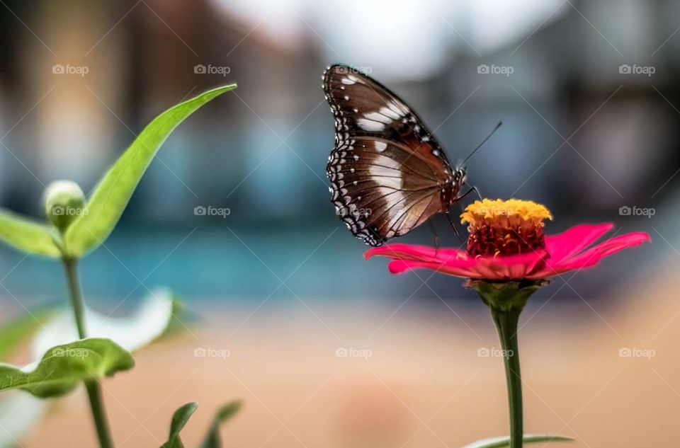 butterflay and flower