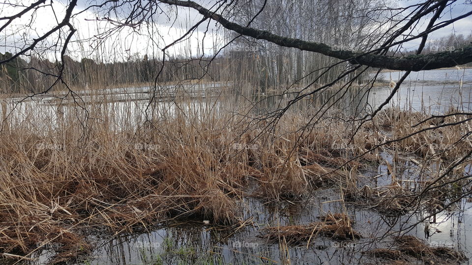 Birds, view of the nests