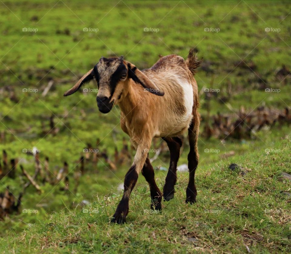 An example goat in the philippines