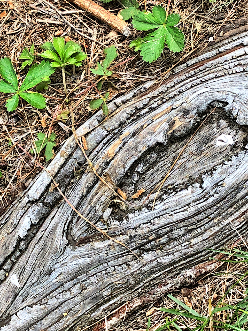 Tree stump and flora in a wooded landscape in Massachusetts, with textured elliptical grooves or rings around the wooden surface 