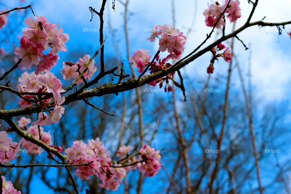 New growth 