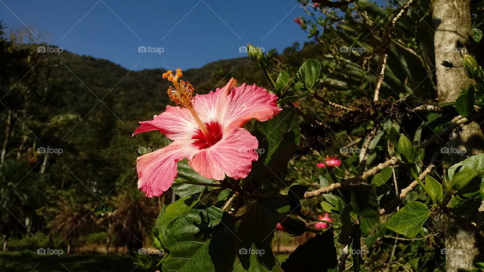 Xī bǐ sī kē huācǎo, shùmù, fēngjǐng, yè zōnglǘ hé huánjìng zhíwù.