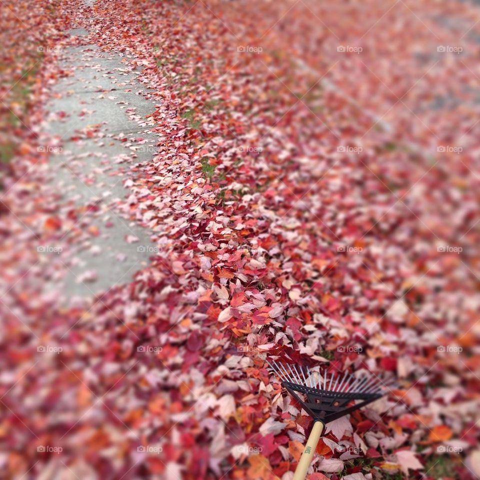 Leaves to Rake