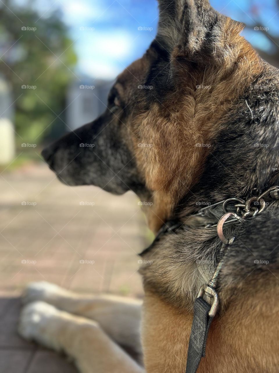 German shepherd enjoying outdoors 