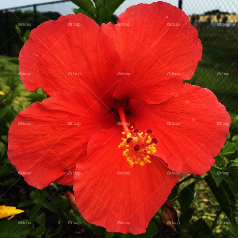 Hibiscus