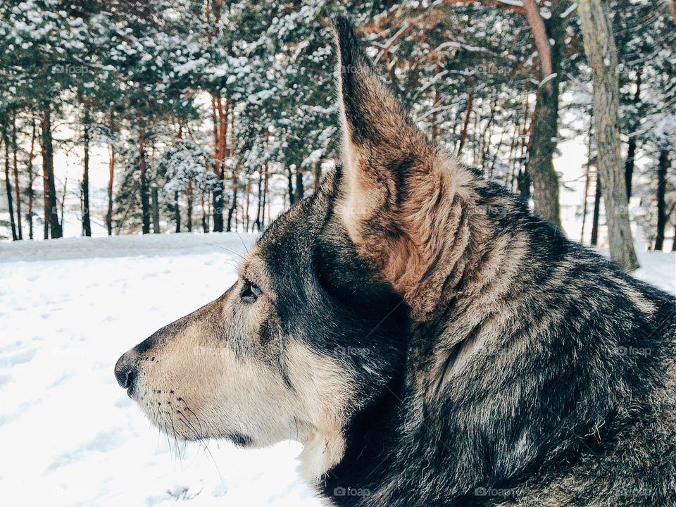 Husky dog on snow