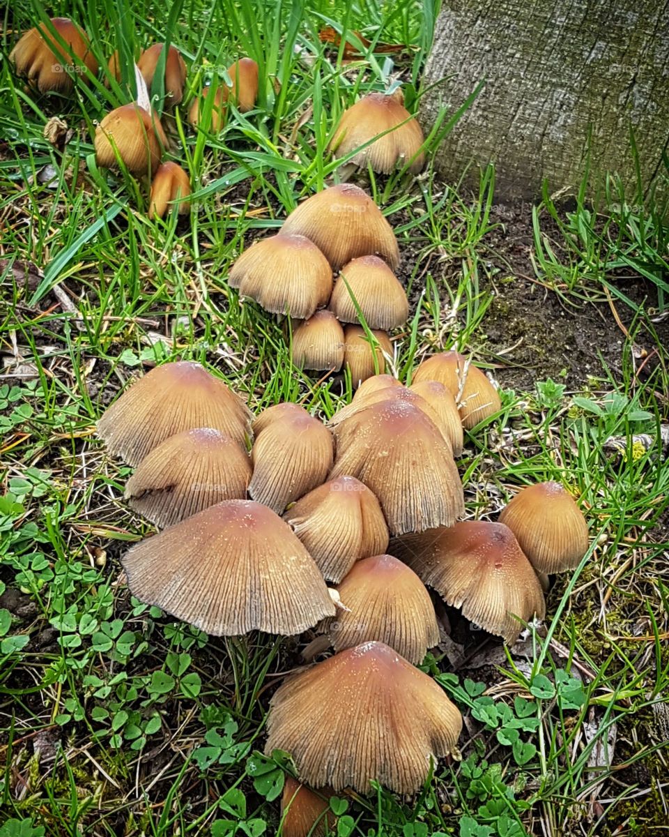 mushrooms
