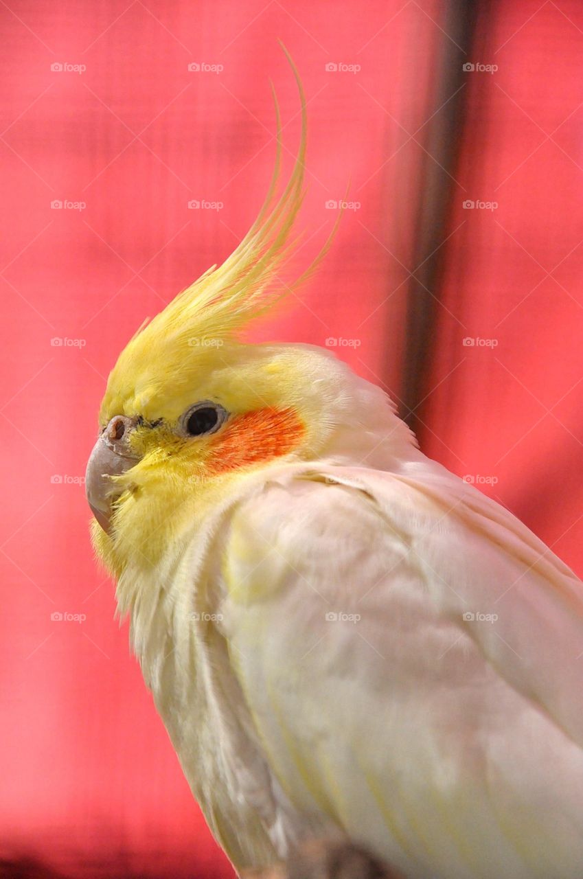 Yellow cute cockatiel