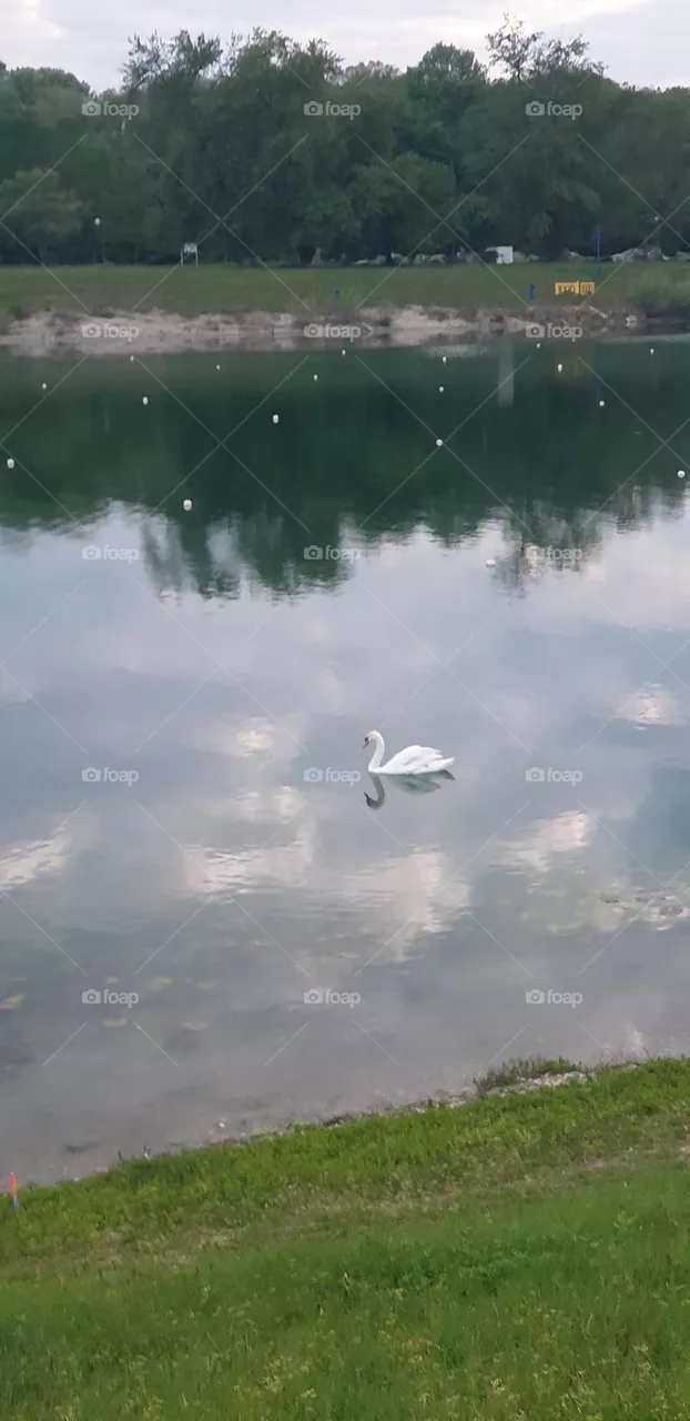 swan in the lake