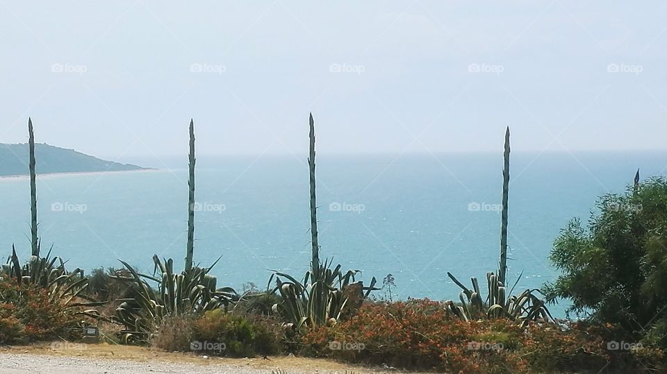 panorama mare e Agave