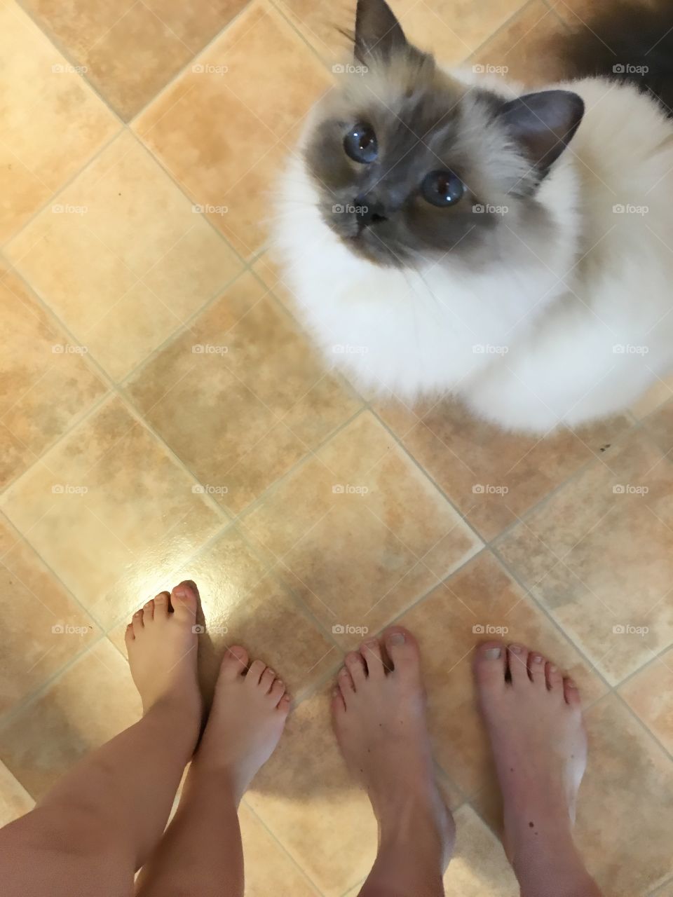 Mother, son and Lilly the Birman 