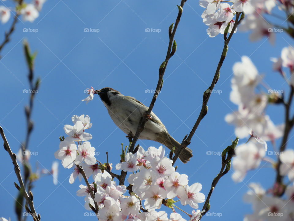 Bird and cherry blosson