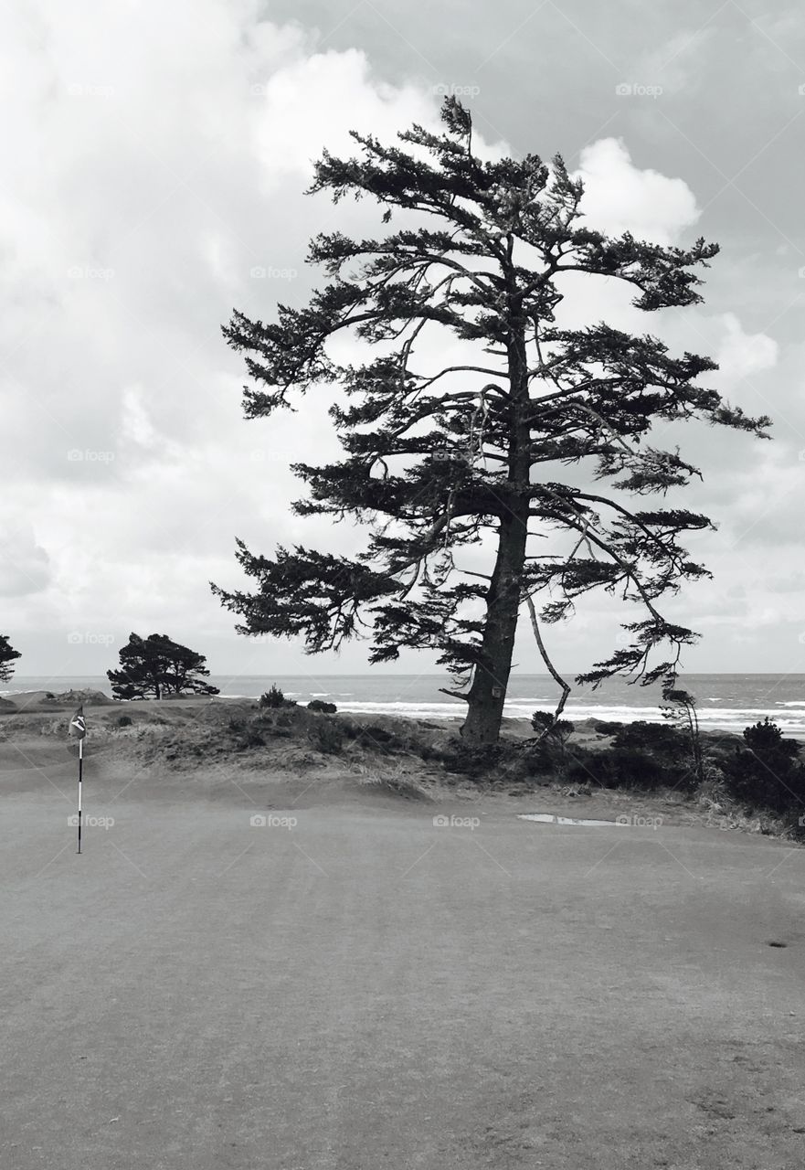 Green @ Bandon Dunes Par 3 Golf Course