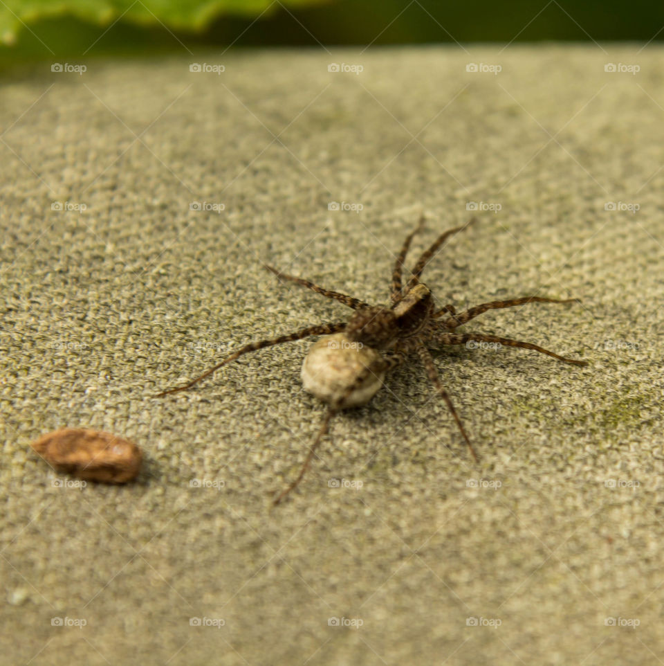 arachnid hunting at morning