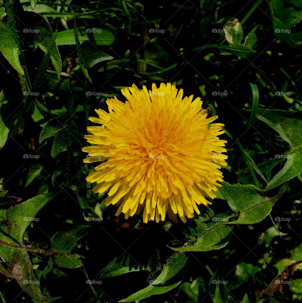 Flower, Garden, Flora, Dandelion, Leaf