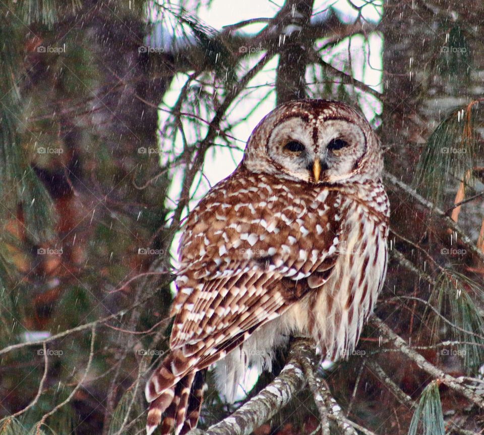 Barred Owl between the trees