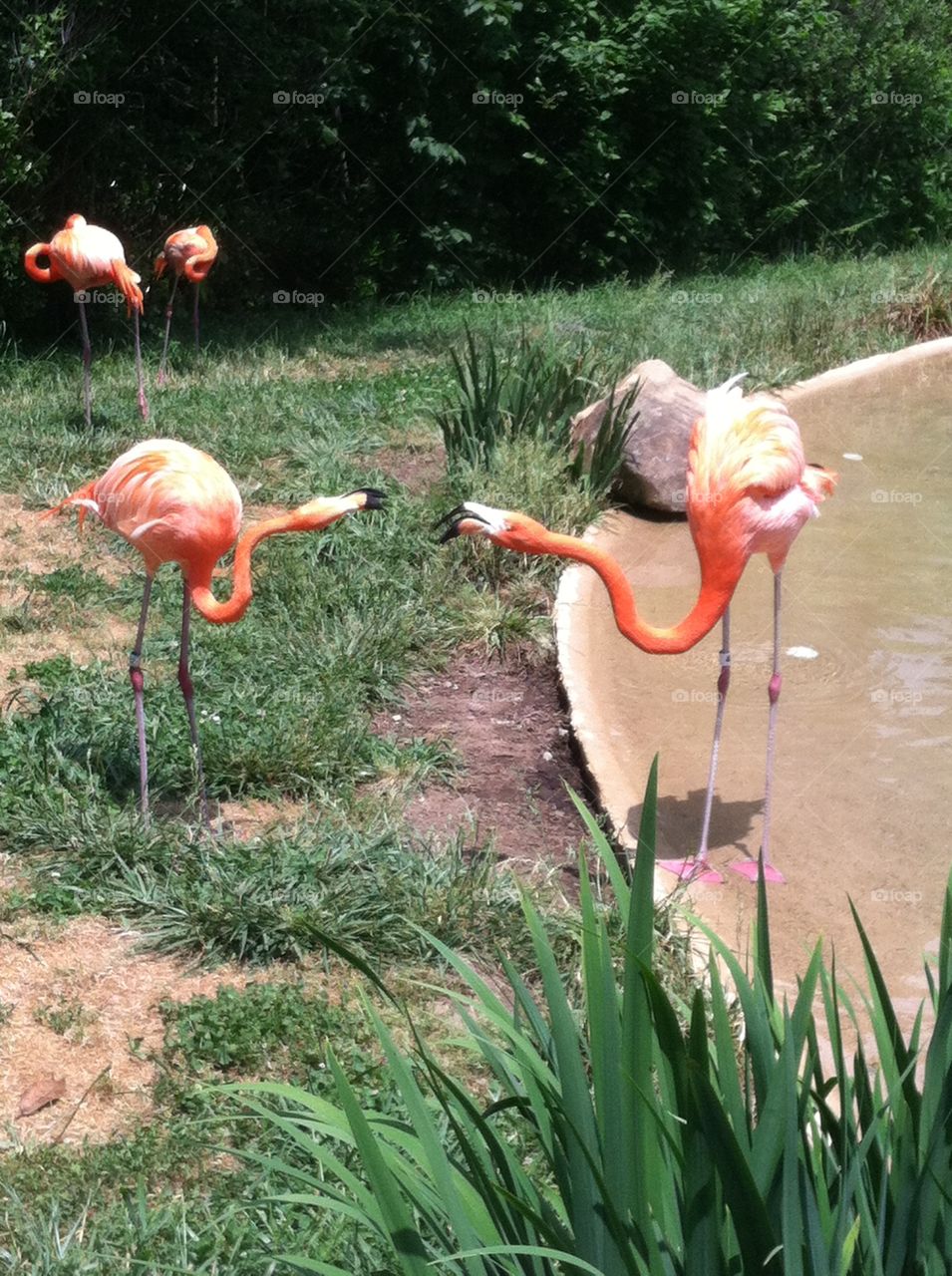 Fighting flamingos. Pink flamingos arguing with one another