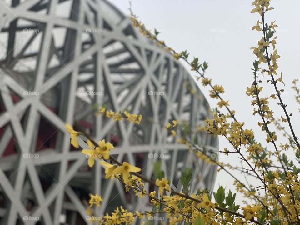 Flowers at Beijing’s Nest
