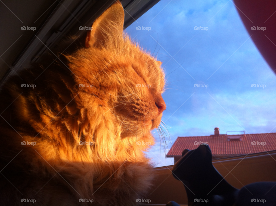 cat katt husdjur pet by MagnusPm