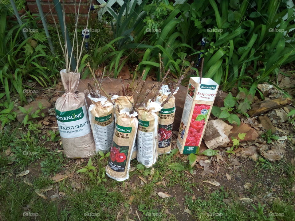 just had to buy myself some fun yesterday! I'll wait until after the rain tonight to plant.