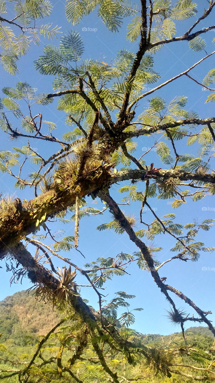 DAS NATUR, NATÜRLICHES LICHT, UMWELT, PFLANZENWELT, SONNENLICHT, BÄUME, BLÜTEZEIT, GUTES WETTER, HIMMELBLAU.
Haaallooouuu liebe freunde von
Woooow! Wunderbar!!!👍👍👍💙
Ich gebe da 5 große sterne ⭐⭐⭐⭐⭐