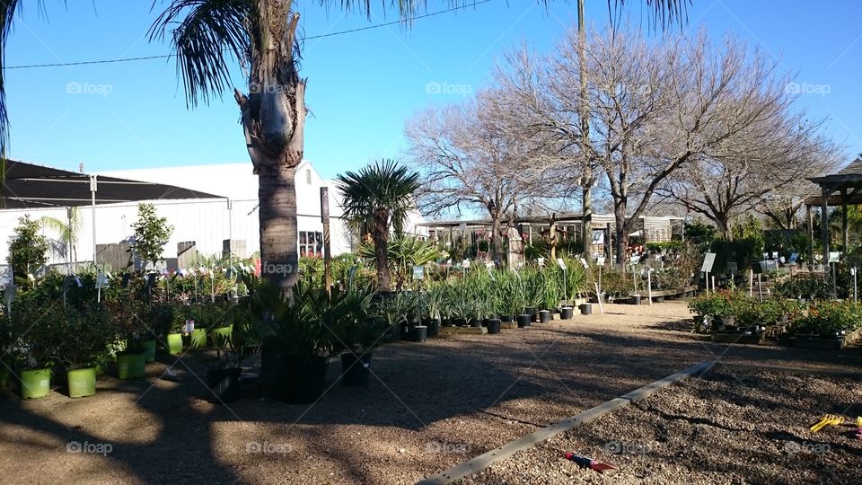 garden center flowers plants trees birds songs color warm spring is in the air nursery south Texas